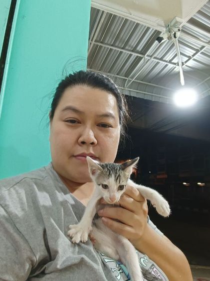 ลูกแมว  2 เดือน รูปที่ 14