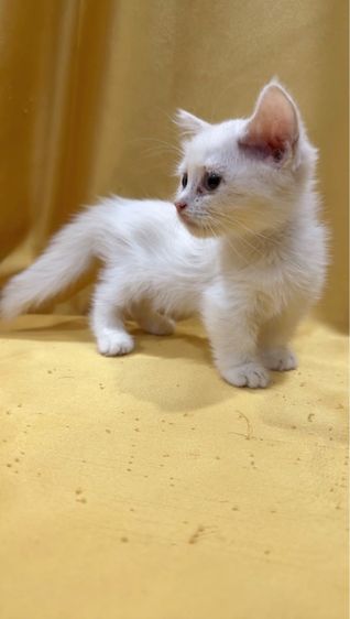 มันซ์กิ้น รูปที่ 4