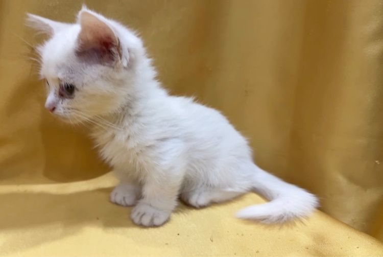 มันซ์กิ้น รูปที่ 6