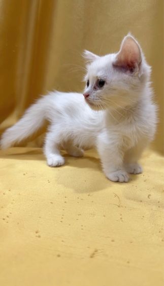 มันซ์กิ้น รูปที่ 8