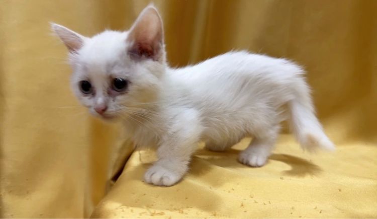 มันช์กิ้น (Munchkin) มันซ์กิ้น