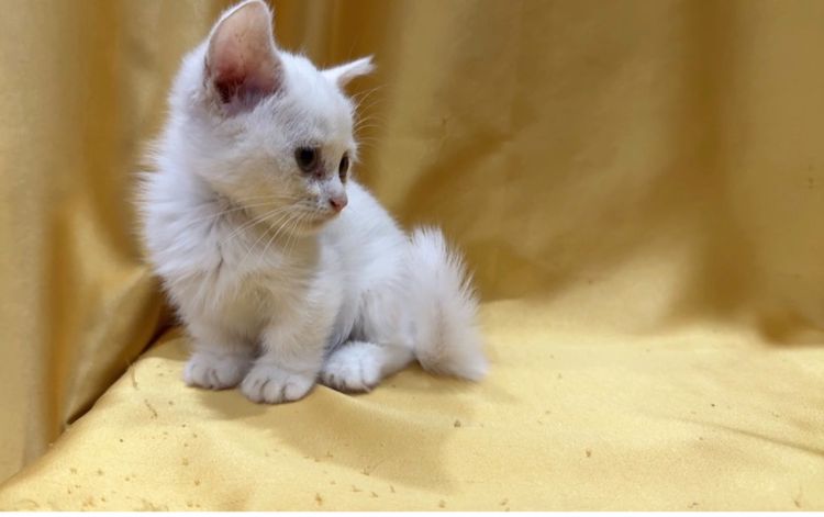 มันซ์กิ้น รูปที่ 5