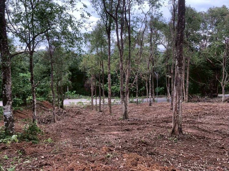 ขายด่วน ที่ดินภูเก็ต  รูปที่ 2