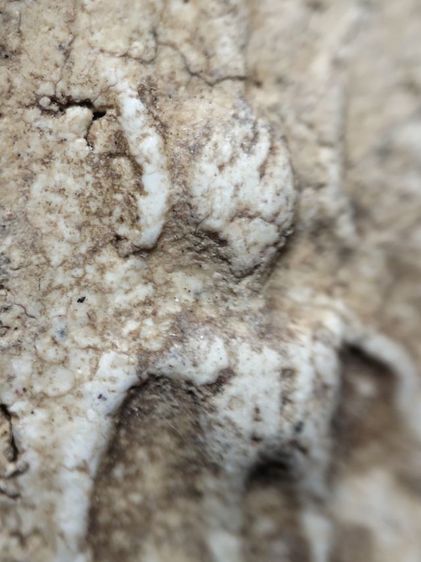 พระสมเด็จวัดเกศสภาพเก็บเก่าครับ รูปที่ 2