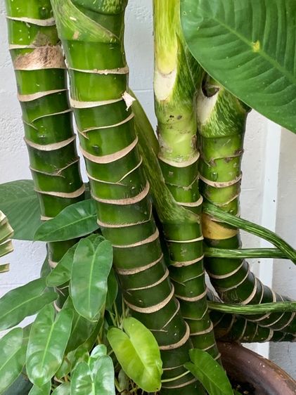 เศรษฐีวิลสัน รูปที่ 3