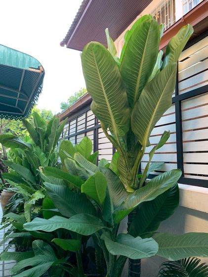 เศรษฐีวิลสัน รูปที่ 6