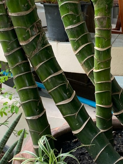 เศรษฐีวิลสัน