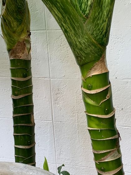 เศรษฐีวิลสัน รูปที่ 2