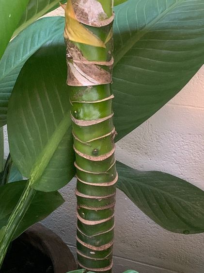 เศรษฐีวิลสัน รูปที่ 5