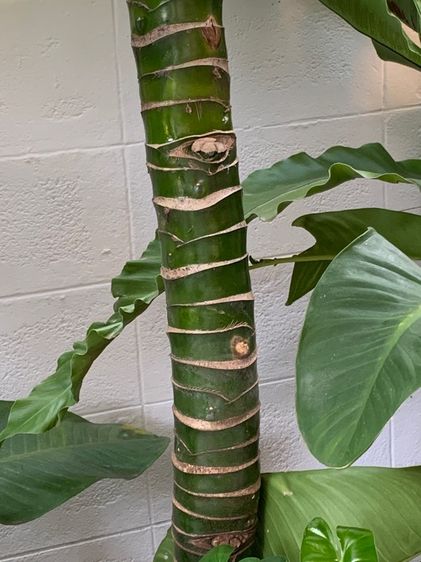 เศรษฐีวิลสัน รูปที่ 4