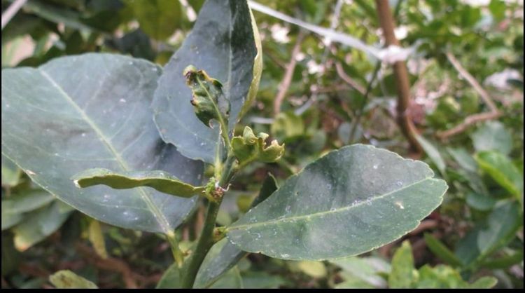 ขาย กล้องดิจิตอล olympus SP 570 UZ รูปที่ 14