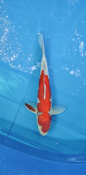 ปลาคาร์ฟ GinRin Goshiki ปลานอกฟาร์ม Hiroi มีใบCer อยู่เชียงใหม่ 