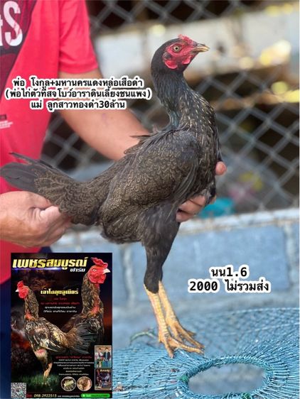 แบ่งไก่สาวสายเงินล้านมีสุวรรน อาราดิน สวนน่าทำสายน่ายืนมาพัน รูปที่ 4