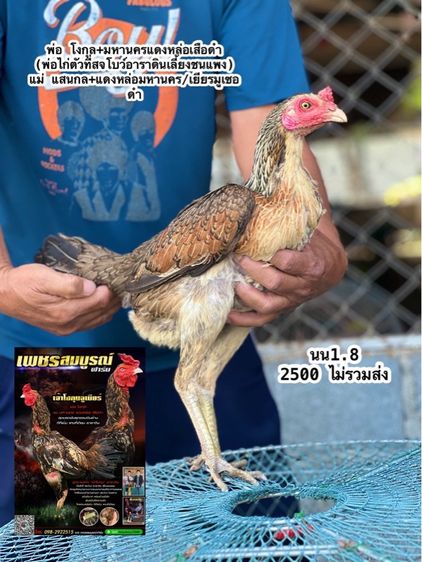 แบ่งไก่สาวสายเงินล้านมีสุวรรน อาราดิน สวนน่าทำสายน่ายืนมาพัน