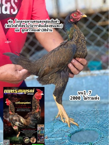 แบ่งไก่สาวสายเงินล้านมีสุวรรน อาราดิน สวนน่าทำสายน่ายืนมาพัน รูปที่ 5