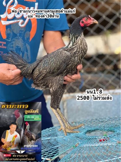 แบ่งไก่สาวสายเงินล้านมีสุวรรน อาราดิน สวนน่าทำสายน่ายืนมาพัน รูปที่ 7