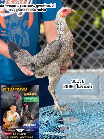 แบ่งไก่สาวสายเงินล้านมีสุวรรน อาราดิน สวนน่าทำสายน่ายืนมาพัน รูปที่ 3