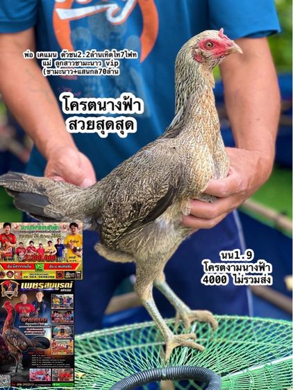 แบ่งไก่สาวสายเงินล้านมีสุวรรน อาราดิน สวนน่าทำสายน่ายืนมาพัน รูปที่ 8