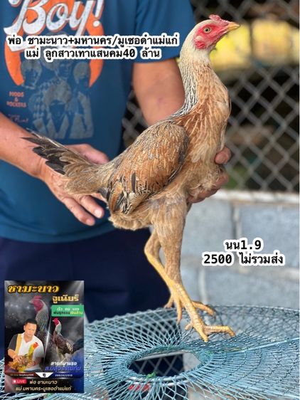 แบ่งไก่สาวสายเงินล้านมีสุวรรน อาราดิน สวนน่าทำสายน่ายืนมาพัน รูปที่ 6