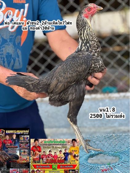 แบ่งไก่สาวสายเงินล้านมีสุวรรน อาราดิน สวนน่าทำสายน่ายืนมาพัน รูปที่ 2
