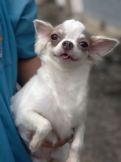 ชิวาวา (Chihuahua) เล็ก ชิวาว่าเพศเมียอายุ 3 ปียังไม่ทำหมัน