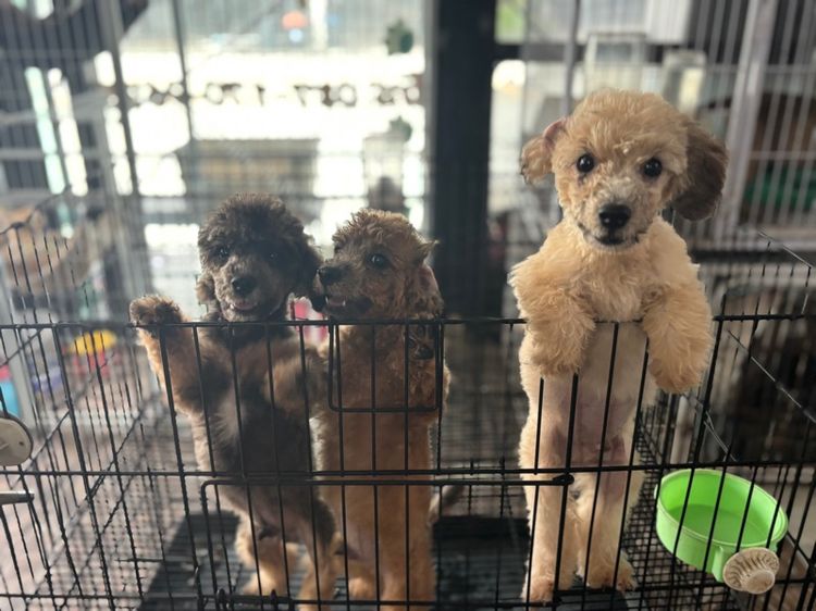 ขายลูกพุดเดิ้ล เพศ ผุ้  รูปที่ 3