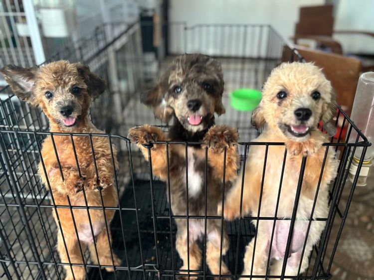 ขายลูกพุดเดิ้ล เพศ ผุ้ 