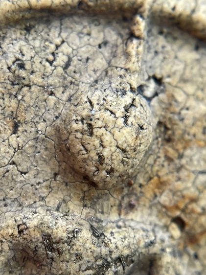 พระสมเด็จวัดระฆังพิมพ์ใหญ่กรอบกระจกเนื้อเก่าสวย โรยผงตะไบทอง พุทธคุณเด่น เมตตา-มหาโชค รูปที่ 7