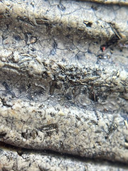 พระสมเด็จวัดระฆังพิมพ์ใหญ่กรอบกระจกเนื้อเก่าสวย โรยผงตะไบทอง พุทธคุณเด่น เมตตา-มหาโชค รูปที่ 12