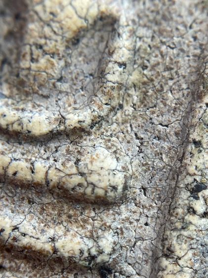 พระสมเด็จวัดระฆังพิมพ์ใหญ่ ไม่ตัดขอบเนื้อหาเก่าสวยเป็นธรรมชาติน่าเก็บสะสม พุทธคุณเด่น เมตตา-มหาโชค รูปที่ 10