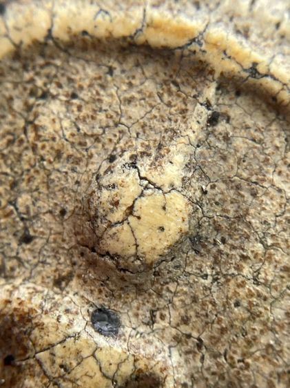 พระสมเด็จวัดระฆังพิมพ์ใหญ่ ไม่ตัดขอบเนื้อหาเก่าสวยเป็นธรรมชาติน่าเก็บสะสม พุทธคุณเด่น เมตตา-มหาโชค รูปที่ 8