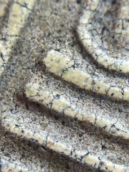 พระสมเด็จวัดระฆังพิมพ์ใหญ่ ไม่ตัดขอบเนื้อหาเก่าสวยเป็นธรรมชาติน่าเก็บสะสม พุทธคุณเด่น เมตตา-มหาโชค รูปที่ 11