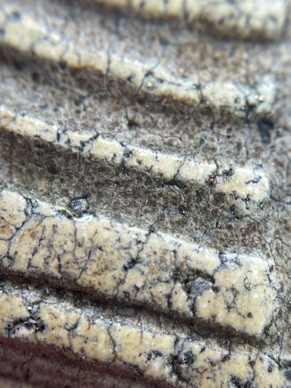 พระสมเด็จวัดระฆังพิมพ์ใหญ่ ไม่ตัดขอบเนื้อหาเก่าสวยเป็นธรรมชาติน่าเก็บสะสม พุทธคุณเด่น เมตตา-มหาโชค รูปที่ 14