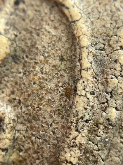 พระสมเด็จวัดระฆังพิมพ์ใหญ่ ไม่ตัดขอบเนื้อหาเก่าสวยเป็นธรรมชาติน่าเก็บสะสม พุทธคุณเด่น เมตตา-มหาโชค รูปที่ 9