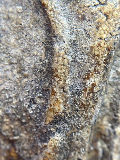 พระสมเด็จวัดระฆังพิมพ์ใหญ่ ไม่ตัดขอบเนื้อเก่าสวยสุดสุด พุทธคุณเด่น เมตตา-มหาโชค รูปที่ 8