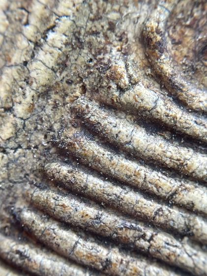 พระสมเด็จพิมพ์เกศไชโย 7 ชั้นเนื้อเก่าสวยเป็นธรรมชาติ พุทธคุณเด่น เมตตา-มหาโชค รูปที่ 10