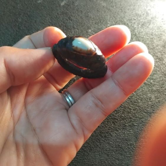 พระบ้านเก็บเก่า แหวนพิหลอดเก่าๆๆมีกริ่งหายาก รูปที่ 2