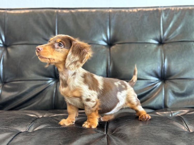 ดัชชุน เกรดนำเข้า รูปที่ 12