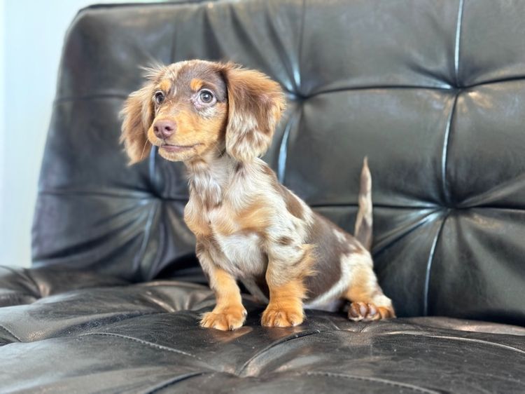 ดัชชุน เกรดนำเข้า รูปที่ 4