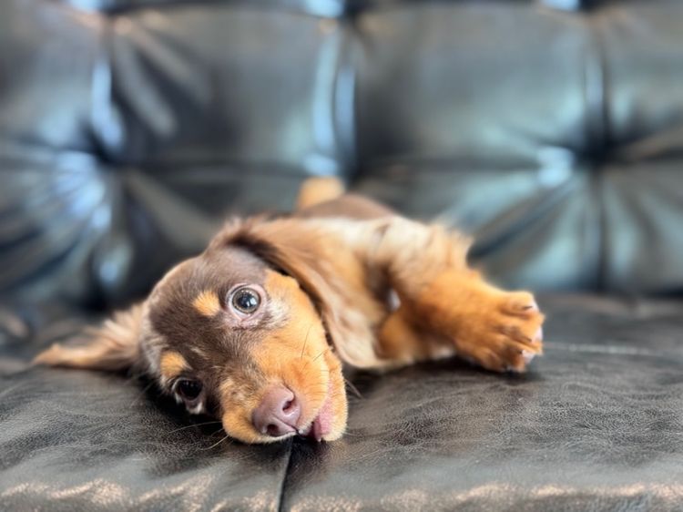 ดัชชุน เกรดนำเข้า รูปที่ 18