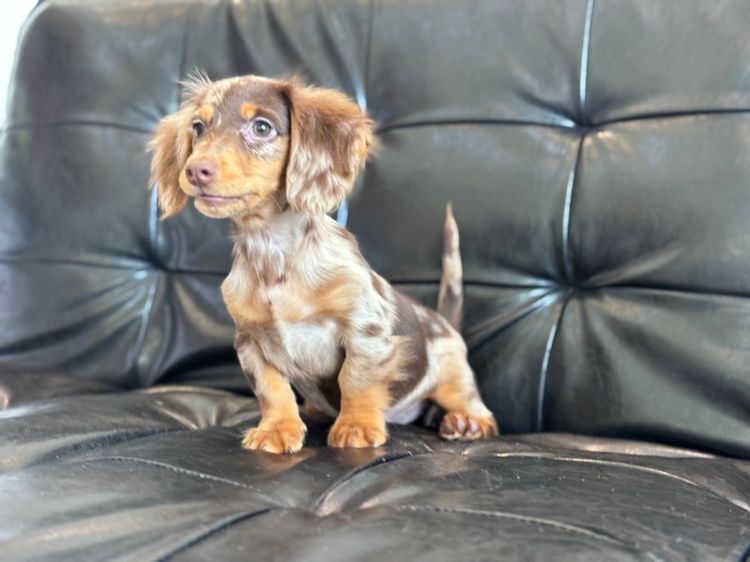 ดัชชุน เกรดนำเข้า รูปที่ 7