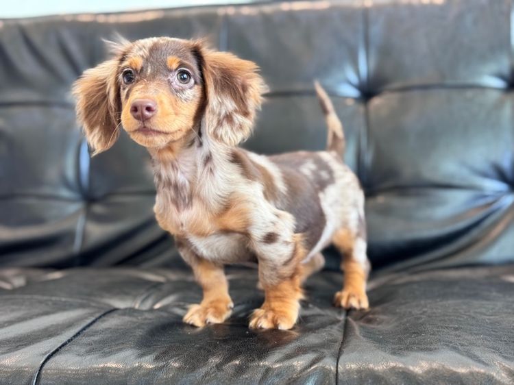 ดัชชุน เกรดนำเข้า