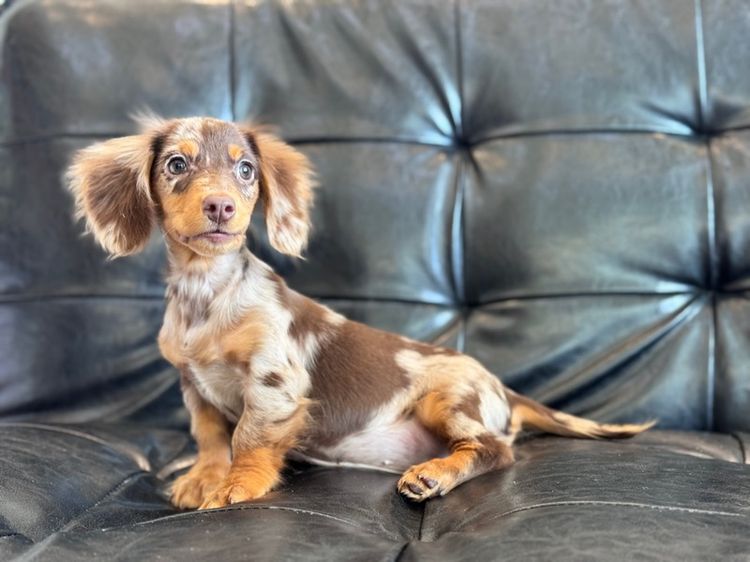 ดัชชุน เกรดนำเข้า รูปที่ 17