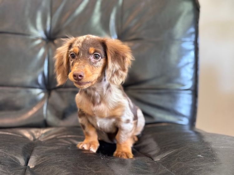 ดัชชุน เกรดนำเข้า รูปที่ 9