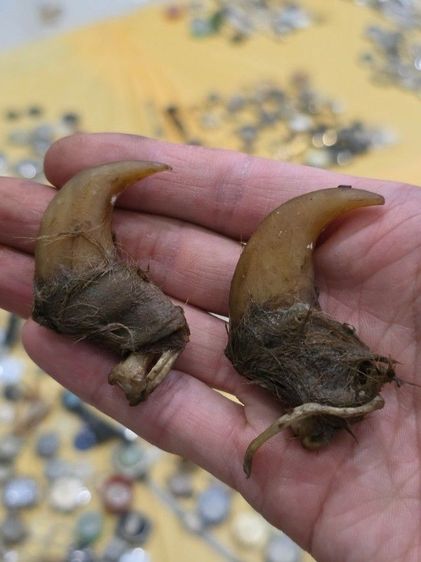 ของสะสมเก่าเก็บ สวยหายาก รุ่นเก่า เดิมๆ ขายตามสภาพ ของที่บ้าน น่าสะสม พร้อมส่งครับพี่ๆ