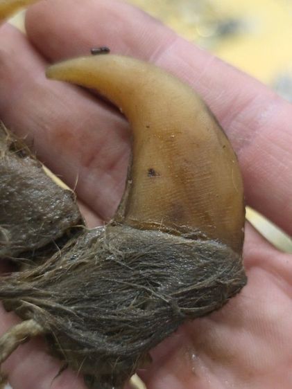 ของสะสมเก่าเก็บ สวยหายาก รุ่นเก่า เดิมๆ ขายตามสภาพ ของที่บ้าน น่าสะสม พร้อมส่งครับพี่ๆ รูปที่ 7