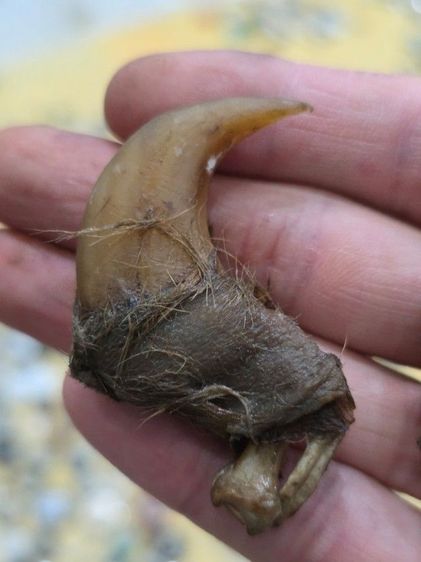 ของสะสมเก่าเก็บ สวยหายาก รุ่นเก่า เดิมๆ ขายตามสภาพ ของที่บ้าน น่าสะสม พร้อมส่งครับพี่ๆ รูปที่ 2