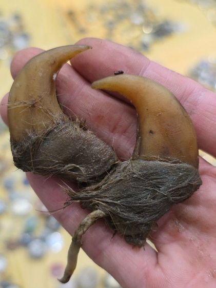 ของสะสมเก่าเก็บ สวยหายาก รุ่นเก่า เดิมๆ ขายตามสภาพ ของที่บ้าน น่าสะสม พร้อมส่งครับพี่ๆ รูปที่ 5