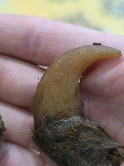 ของสะสมเก่าเก็บ สวยหายาก รุ่นเก่า เดิมๆ ขายตามสภาพ ของที่บ้าน น่าสะสม พร้อมส่งครับพี่ๆ รูปที่ 6