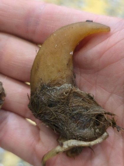 ของสะสมเก่าเก็บ สวยหายาก รุ่นเก่า เดิมๆ ขายตามสภาพ ของที่บ้าน น่าสะสม พร้อมส่งครับพี่ๆ รูปที่ 3